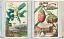 J. C. Volkamer. The Book of Citrus Fruits. 45th Edition - мініатюра 11