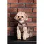 Жилет Pet Fashion Hardy для собак розмір M2 - мініатюра 9