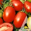 Томат Садиба Ріо Фуєго 0.5 г  - мініатюра 1
