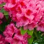 Рододендрон Agro-Market Kermesina Rose рожевий 1 саджанець в упаковці (25759) - мініатюра 1