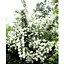 Жасмин гібридний садовий (чубушник) "Bouquet Blanc" С2 (175126) 1 саженец - мініатюра 1