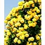 Саженец Agro-Market Роза плетистая Казино (класс АА+) высший сорт (20631) 1 шт. - миниатюра 1