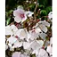 Сакура японская "Койо-но-май" (Prunus incisa Kojou-no-mai) вазон С2 (185104) 1 саженец Нидерланды - миниатюра 1