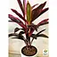 LMTD Кордилина Agro-Market Tango 35-45см (178897) 1 саженец в упаковке (комнатный) Нидерланды - миниатюра 7