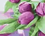 Картина по номерам на подрамнике Brushme Тюльпаны на столе - миниатюра 1