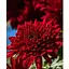 Хризантема Садова "Avalon Red" (висота 30-50см) (101669) 1 саженец - мініатюра 1