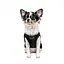 Боротьба Pet Fashion FBI для собак, розмір S, чорна - мініатюра 3