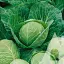Капуста білоголова Садиба Раніні F1, 20 шт. - мініатюра 1