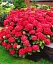Гортензія Agro-Market Red beauty крупнолиста червона 1 саджанець в упаковці (44821) - мініатюра 4