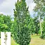 Граб обыкновенный "Fastigiata" С10 (180077) 1 саженец - миниатюра 2