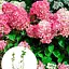 Гортензія 3-х річна волотиста "Pink Diamond" (176643) 1 саженец - мініатюра 2