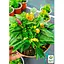 Перец комнатный "Yellow Red" острый (съедобный, декоративный) (100202) 1 саженец в упаковке - миниатюра 3
