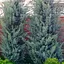 Кипарис Аризонский 5-летний (Cupressus arizonica) высота 120-150см (101631) 1 саженец - миниатюра 1