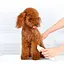 Машинка для стрижки животных Xiaomi Pawbby Pet Shaver (MG-HC001) белая - миниатюра 1