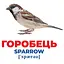Набір розвиваючих карток Ranok Creative Геній з пелюшок Птахи України 17 шт. 10107193У  - мініатюра 2