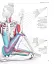 Science of Yoga. Understand the Anatomy and Physiology to Perfect Your Practice - мініатюра 10