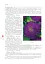 Айстри. Біологічні особливості. Вирощування. Використання. Сорти - миниатюра 3