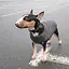 Жилет Pet Fashion E.Vest для собак, розмір XS2, сірий - мініатюра 10