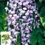 Глициния 3-х летняя японская "Домино" (Wisteria japanese Domino) С2 (57020) 1 саженец - миниатюра 4