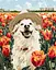 Набор для росписи по номерам Счастливый лабрадор, 40x50 см, КНО6623 - миниатюра 1