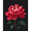 Картина по номерам "Півонії в сяйві роси" BS54148, 40х50 см - миниатюра 1