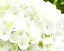 Гортензія Agro-Market First White крупнолиста 1 саджанець в упаковці (45991) - мініатюра 3