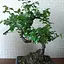 Бонсай Agro-Market Sageretia thea (63543) 1 саженец в упаковке комнатный - миниатюра 2