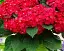 Гортензія Agro-Market Hot Red крупнолиста червоно-фіолетова 1 саджанець в упаковці (45628) - мініатюра 2