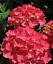 Гортензія Agro-Market Red beauty крупнолиста червона 1 саджанець в упаковці (44821) - мініатюра 3