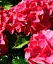 Гортензія Agro-Market Red beauty крупнолиста червона 1 саджанець в упаковці (44821) - мініатюра 2