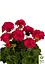 Пеларгонія зональна "Dark Red" (176645) 1 саженец - мініатюра 2