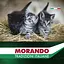 Сухой корм для котят Morando Tradizioni Kitten с курицей и лососем 400 г - миниатюра 5