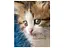 Альбом UFO PP-46200 Cat photo 10x15x200см (PP-46200 Cat photo) - мініатюра 4