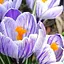 Крокус крупноцветковый "Pickwick" (размер 7/8, большой) 5 шт (17229) - миниатюра 1
