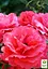 Роза в контейнере чайно-гибридная "Duftwolke" (садник класса АА+) (180837) 1 саженец - миниатюра 4