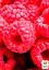 Малина Agro-Market "Феномен" (средний срок созревания, крупноплодный, неприхотливый сорт) 1-летний саженец (189481) 1 шт в упаковке - миниатюра 2