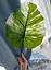 Искусственные листья Engard Monstera Alba 73 см (TW-54) - миниатюра 6