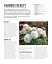 Grow Roses. Essential Know-how and Expert Advice for Gardening Success - миниатюра 12