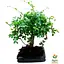 Бонсай Agro-Market Zelkova (63545) 1 саженец в упаковке комнатный - миниатюра 1
