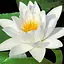 Нимфея Альба Корневище 1 саженец (40241) - миниатюра 1
