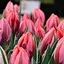 Тюльпан "Pretty Princess" (186312) 2 шт - миниатюра 1