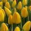 Тюльпан "Novi Sun" (181264) 2 шт - мініатюра 1