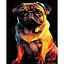 Набор для росписи по номерам Strateg Яркий мопс на черном фоне 40 х 50 см (AH1223-19) - миниатюра 1
