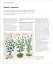Encyclopedia of Herbal Medicine - мініатюра 5
