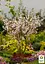 Сакура японская "Койо-но-май" (Prunus incisa Kojou-no-mai) вазон С2 (185104) 1 саженец Нидерланды - миниатюра 3