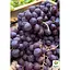 Виноград Agro-MarketРебристый (надранный, большой, сладкий, мясистый) (182236) 1 саженец в упаковке  - миниатюра 1