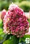 Гортензія волотиста 2-річна "Living-Pinky Promise" висота саджанця 20-30см (186198) 1 саженец - мініатюра 3