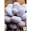 Сукулент Agro-Market Пахифитум Pachyphytum Oviferum (122943) 1 саженец в упаковке (комнатный) Нидерланды - миниатюра 4