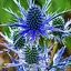 Синьоголовник альпійський "Blue Star" (декоративний сухоцвіт) (183707) 1 саджанець - мініатюра 1