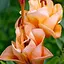 Лилия "Apricot Fudge" (Лилия-роза) 1 шт (35510) 1 шт - миниатюра 1